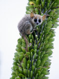 Close-Up of a Grey Mouse Lemur on a Tree, Berenty, Madagascar