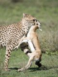 Cheetah Eating a Dead Thomson's Gazelle, Ndutu, Ngorongoro, Tanzania