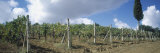 Crop in a Vineyard, Barbaresco Docg, Piedmont, Italy