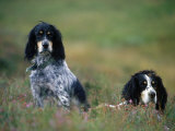 English Setters on the Moor, Caithness, Scotland