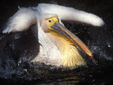Eastern White Pelican