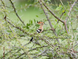 Hoopoe Perching on a Branch, Tarangire National Park, Tanzania