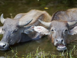 Water Buffalo Wallowing in Shallow Pool Near Kota Kinabalu, Sabah, Borneo