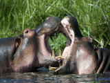 Two Hippopotamuses Fighting in Water, Ngorongoro Crater, Ngorongoro, Tanzania