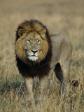 Kafue National Park, Mature Male Lion with Full Dark Mane on Busanga Plain, Zambia