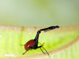 Close-Up of a Giraffe Weevil on a Leaf, Andasibe-Mantadia National Park, Madagascar