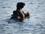 Hippos in Esturary of St Lucia Wetlands, South Africa