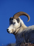 Alaska, Denali National Park, A Male Dall Sheep, USA