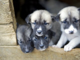 Troms, Tromso, Young Husky Puppies, Bred for a Dog Sledding Centre, Crowd Kennel Doorway , Norway