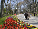 Tulips Bloom in Gulhane Park, Istanbul, Turkey