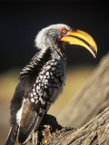 Southern Yellow Hornbill