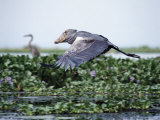 Rare Shoebill, or Whale-Headed Stork Lives in Papyrus Swamps and River Marshes