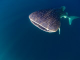 Djibouti, Bay of Tadjourah, A Whale Shark Swims Near the Surface in the Bay of Tadjourah