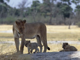 Lioness and Her Two Cubs Play on a Shaded Mound in the Moremi Wildlife Reserve