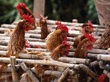 Caged Chickens at the Market in Saquisili, Cotapaxi Province, Ecuador