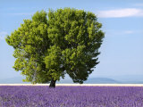 Tree in a Lavender Field, Valensole Plateau, Provence, France Photographic Print