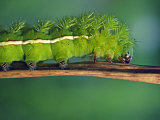 Close Up of Caterpillar, Rio Upano, Moreno Santiago Province, Ecuador