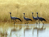 Four Blue Cranes Cross a Flooded Pan on the Edge of the Etosha National Park