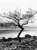 Solitary Tree on the Shore of Loch Etive, Highlands, Scotland, UK Photographic Print