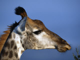Detail of Giraffe Face, South Africa