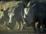 Damaraland, White Rhinoceros, Namibia