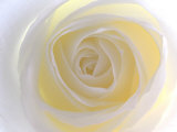 Rose Photographic Print
