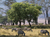 Common Zebra Browse on Grass in Lerai Forest on Crater Floor with Trees Behind