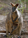 Victoria, A Wallaby and Her Joey on Phillip Island, Australia