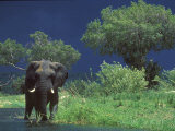 Male Elephant under Stormy Skies on Bank of Zambezi River, Zimbabwe