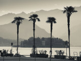 Piedmont, Lake Maggiore, Borromean Islands, Stresa, Lakefront Palms with Isola Bella, Italy