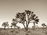 California, Joshua Tree National Park, Joshua Trees, USA