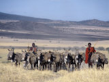 Maasai Men, Spears in Hand, Drive their Laden Donkeys across Pristine Volcanic Grassland