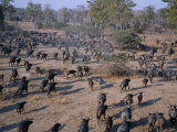 South Luangwa, Aerial View of Large Herd of Buffalo Stretched Out across the Open Plain,, Zambia