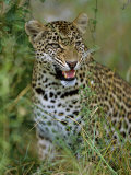 Female Leopard, Sabi Sands Game Reserve, South Africa