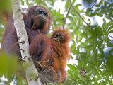 Wild Orangutans in Arboral Settings in Rainforest Near Sepilok, Borneo