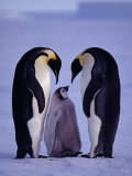 Weddell Sea, Riiser-Larsen Ice Shelf, Emperor Penguins and Chick, Antarctica