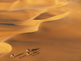Tenere Desert, Camel Caravan Travelling Through the Air Mountains and Tenere Desert, Niger