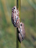 Male and Female Painted Reed Frog Cling to a Reed in One of Myriad Waterways of Okavango Delta