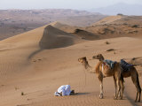 Kneeling to Pray in Desert, Holding Camels by Halters to Prevent Them Wandering Off Amongst Dunes