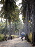 Sao Tomense Walk Through a Plantation Called 'Rio Do Ouro' in the North of the Island of Sao Tomé