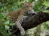 Female Leopard Rests in the Shade, Lying on the Branch of a Tree