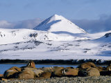 Walrus Haul-Out, Prins Karls Forland, Photographed at Midnight