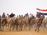Camel in Paddock, Races Held Every Year as Part of Palmyra Festival, Syria