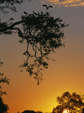 South Luangwa National Park, Yellowbilled Storks Return to Colony at Sunset, Zambia