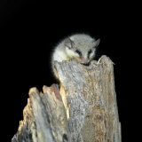 Small Mouse Near the Kwai River in the Northeast Corner of the Moremi Game Reserve