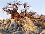 Gnarled Baobab Tree Grows Among Rocks at Kubu Island on Edge of Sowa Pan, Makgadikgadi, Kalahari