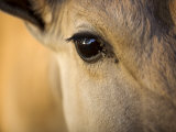 Damaraland, Omaruru, Detail of Face of Large Eland Antelope, Largest of African Antelope, Namibia