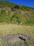 Luzon Island, the Cordillera Mountains, Sagada, Water Buffalo in Mud in Rice Field, Philippines