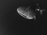 Djibouti, Bay of Tadjourah, A Whale Shark Swims Near the Surface in the Bay of Tadjourah