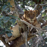 Lioness Rests in a Fig Tree in the Ishasha Area of Queen Elizabeth National Park